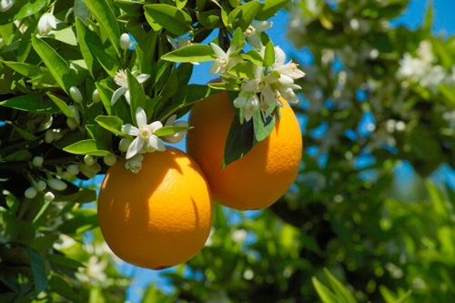 来自加州的春日献礼：新奇士脐橙东北限时赏味(图2)