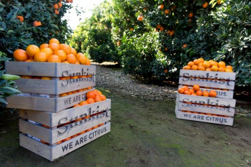 来自加州的春日献礼：新奇士脐橙东北限时赏味(图3)